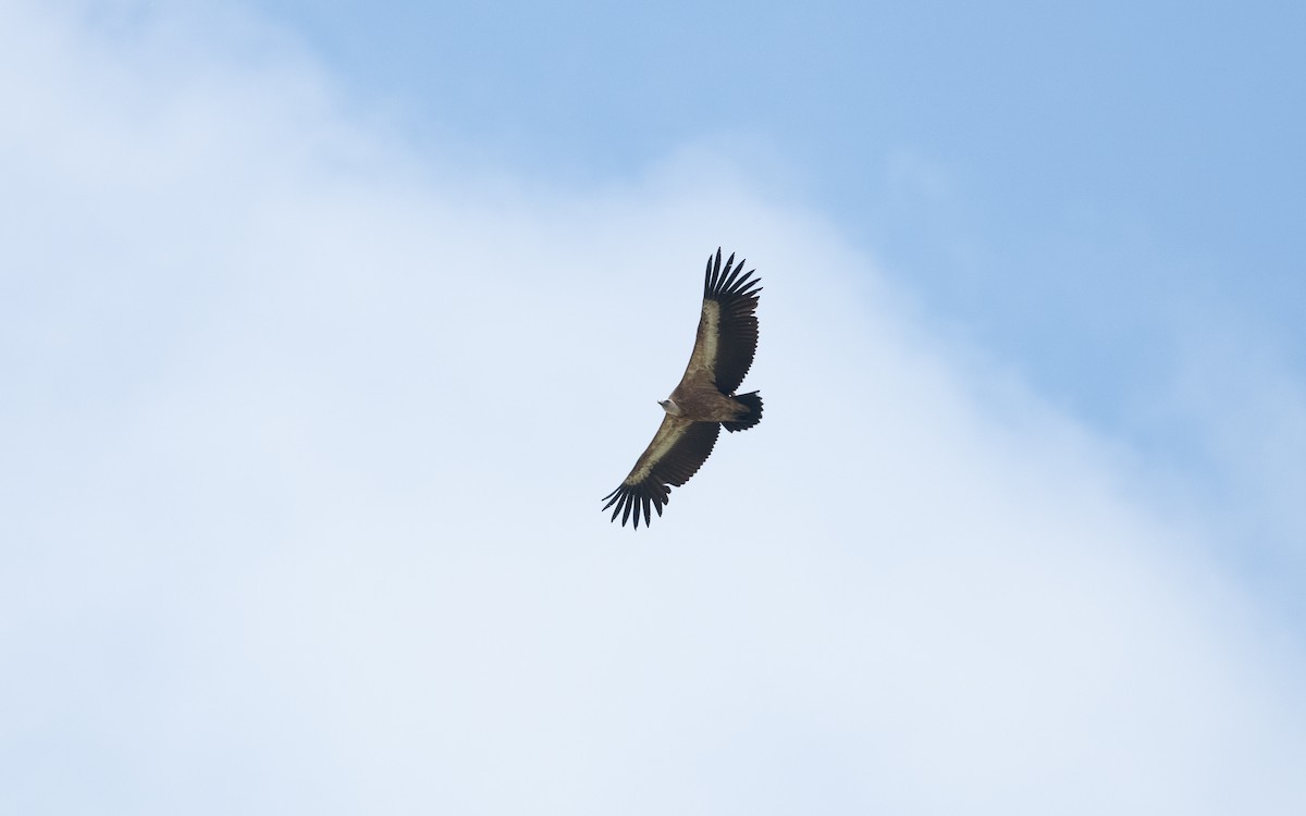 Buitre Leonado - ML646752015