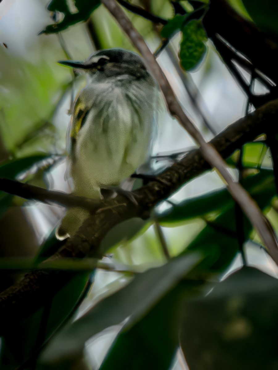 Slate-headed Tody-Flycatcher - ML646752018