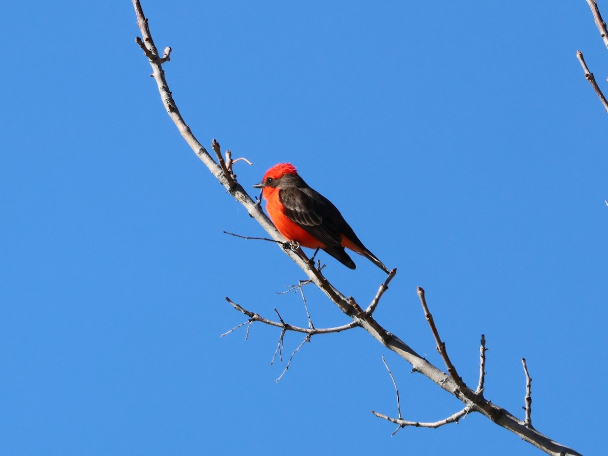 Vermilion Flycatcher - ML646752019