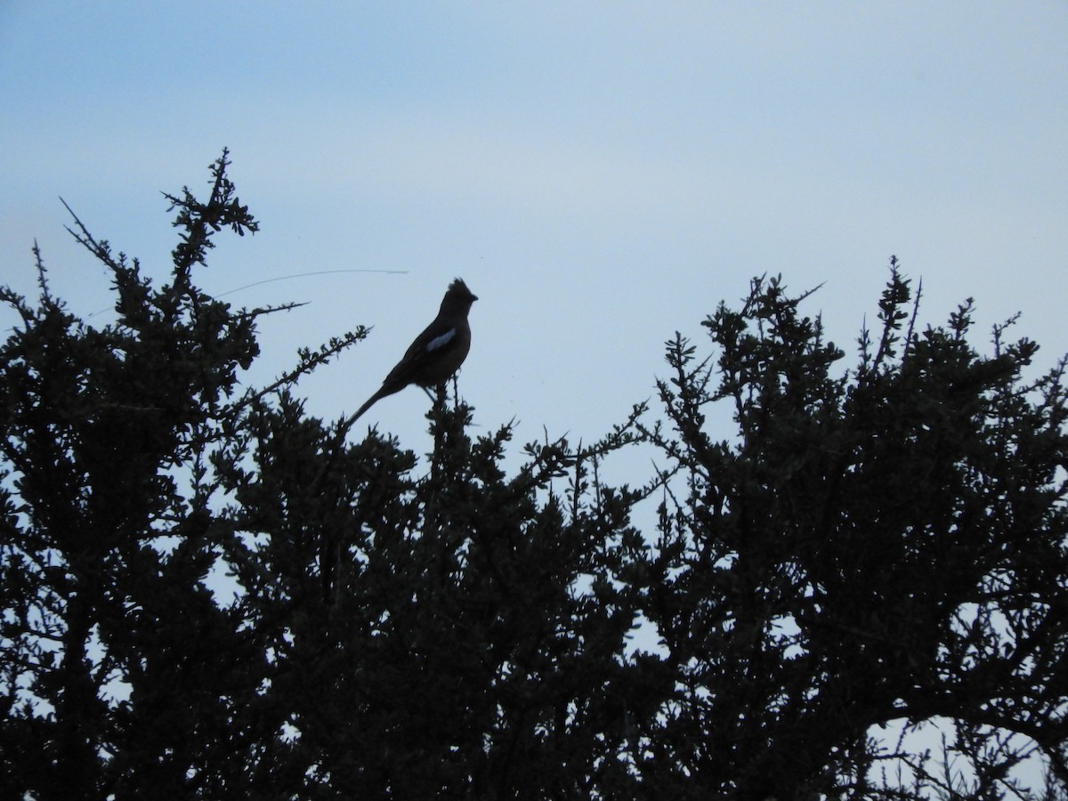 Arjantin Yaprak Kotingası - ML646752020