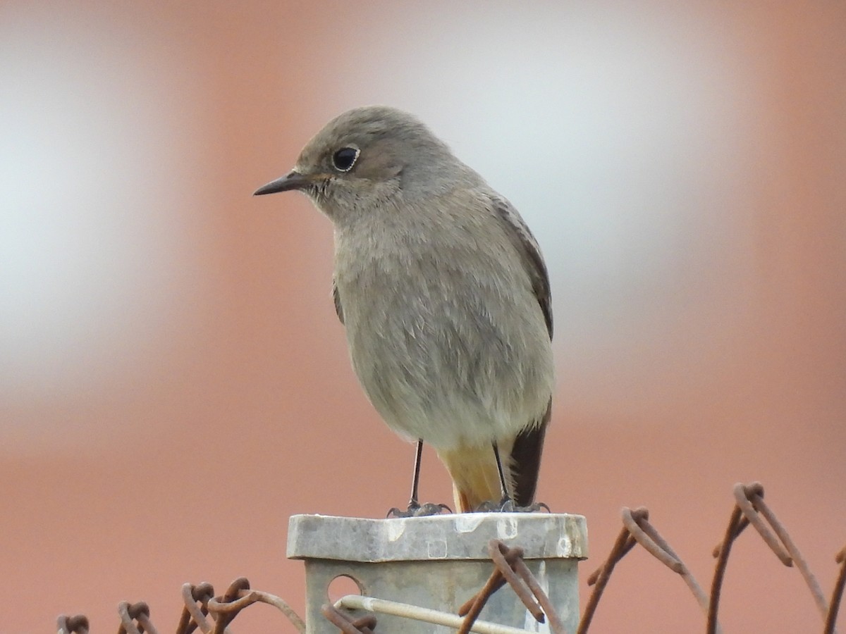 Colirrojo Tizón - ML646752021