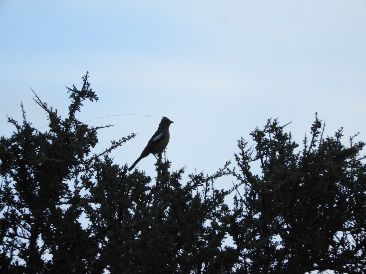 Arjantin Yaprak Kotingası - ML646752022