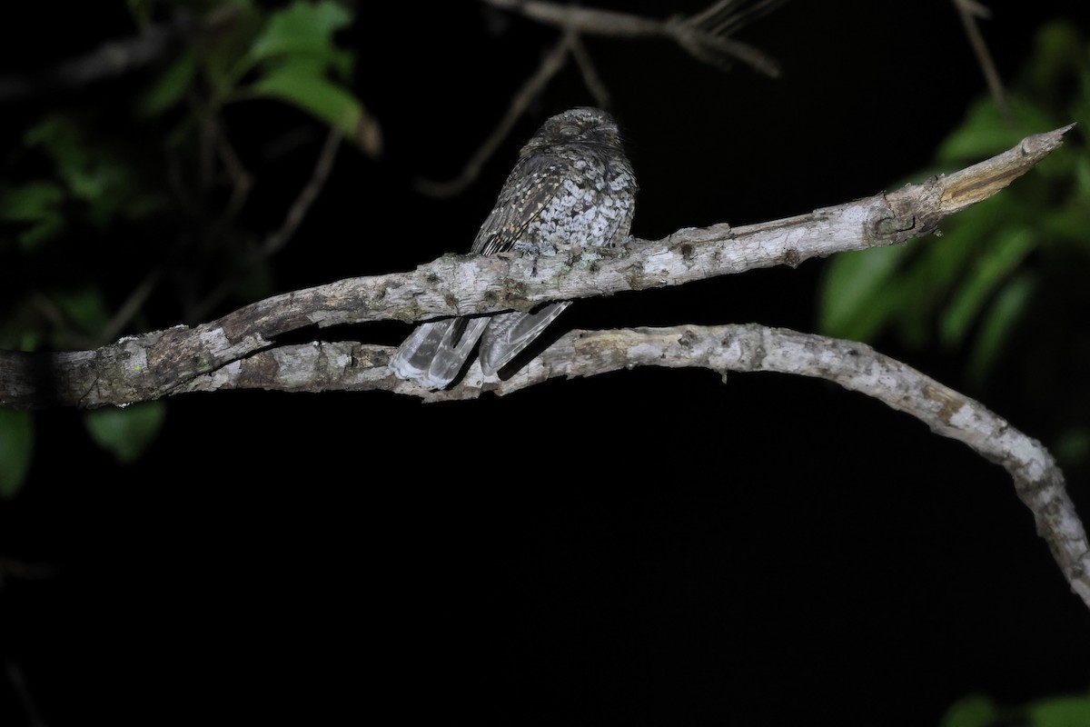 Chotacabras Torico - ML646752023