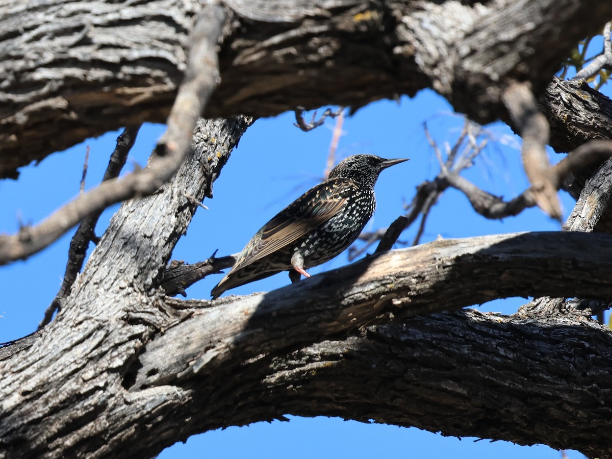 European Starling - ML646752027