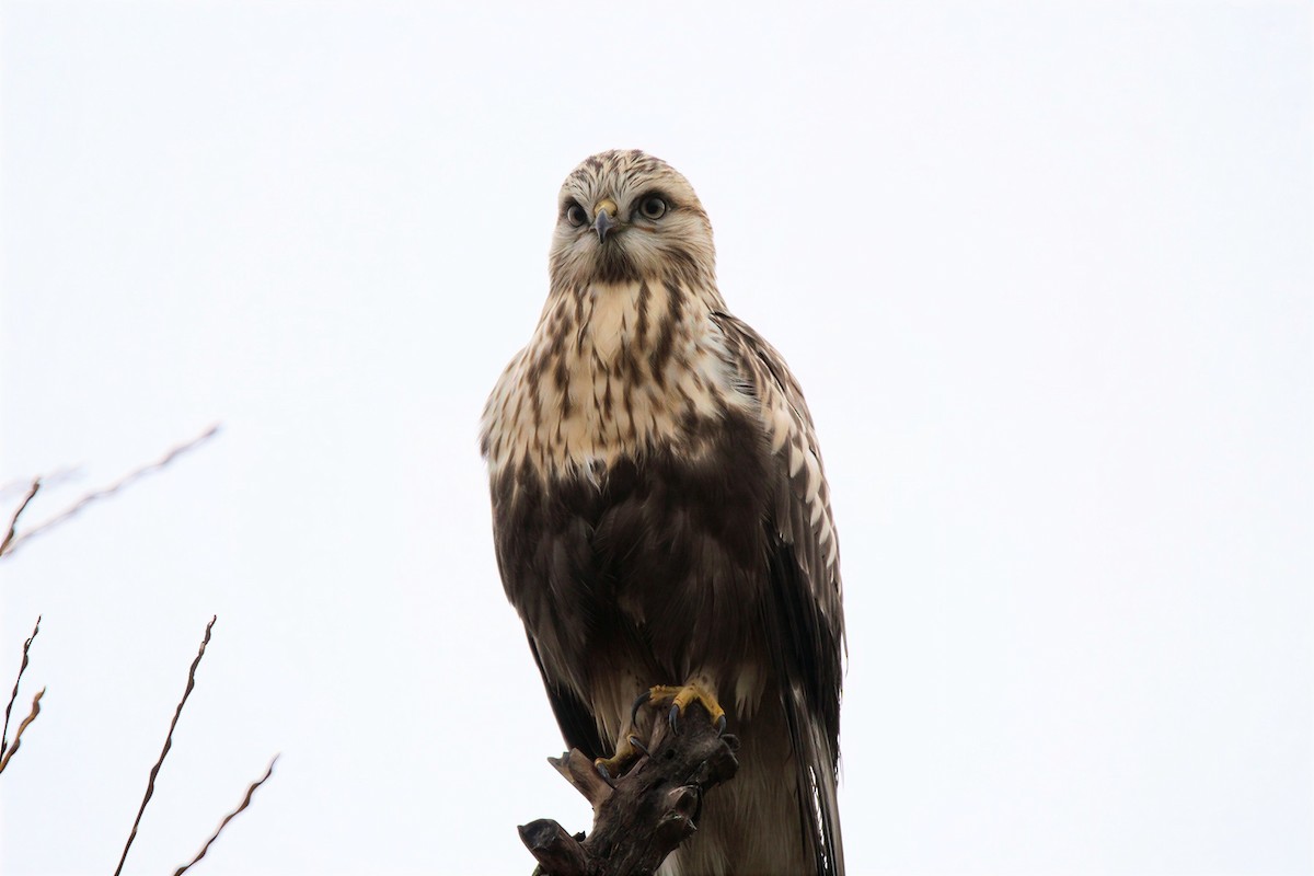 fjellvåk - ML646752031