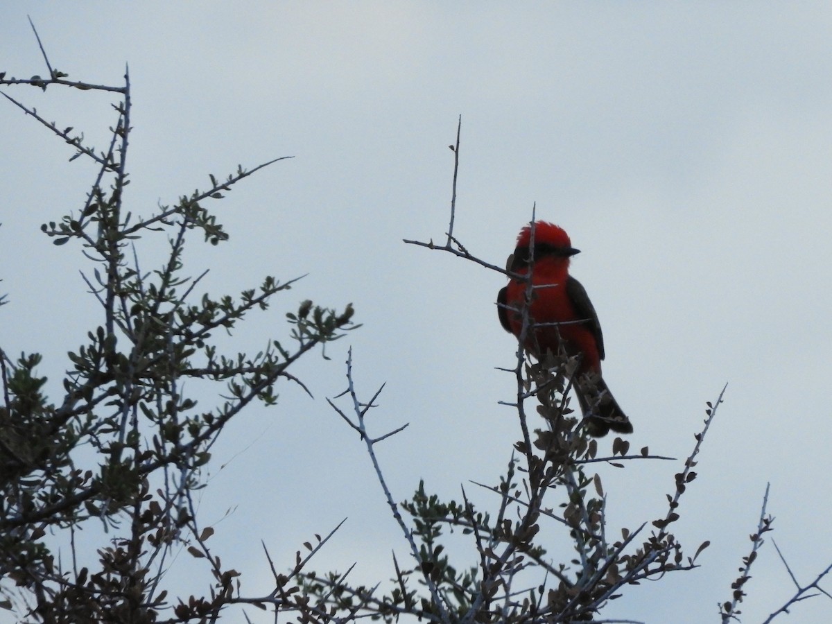 Красный мухолов - ML646752033