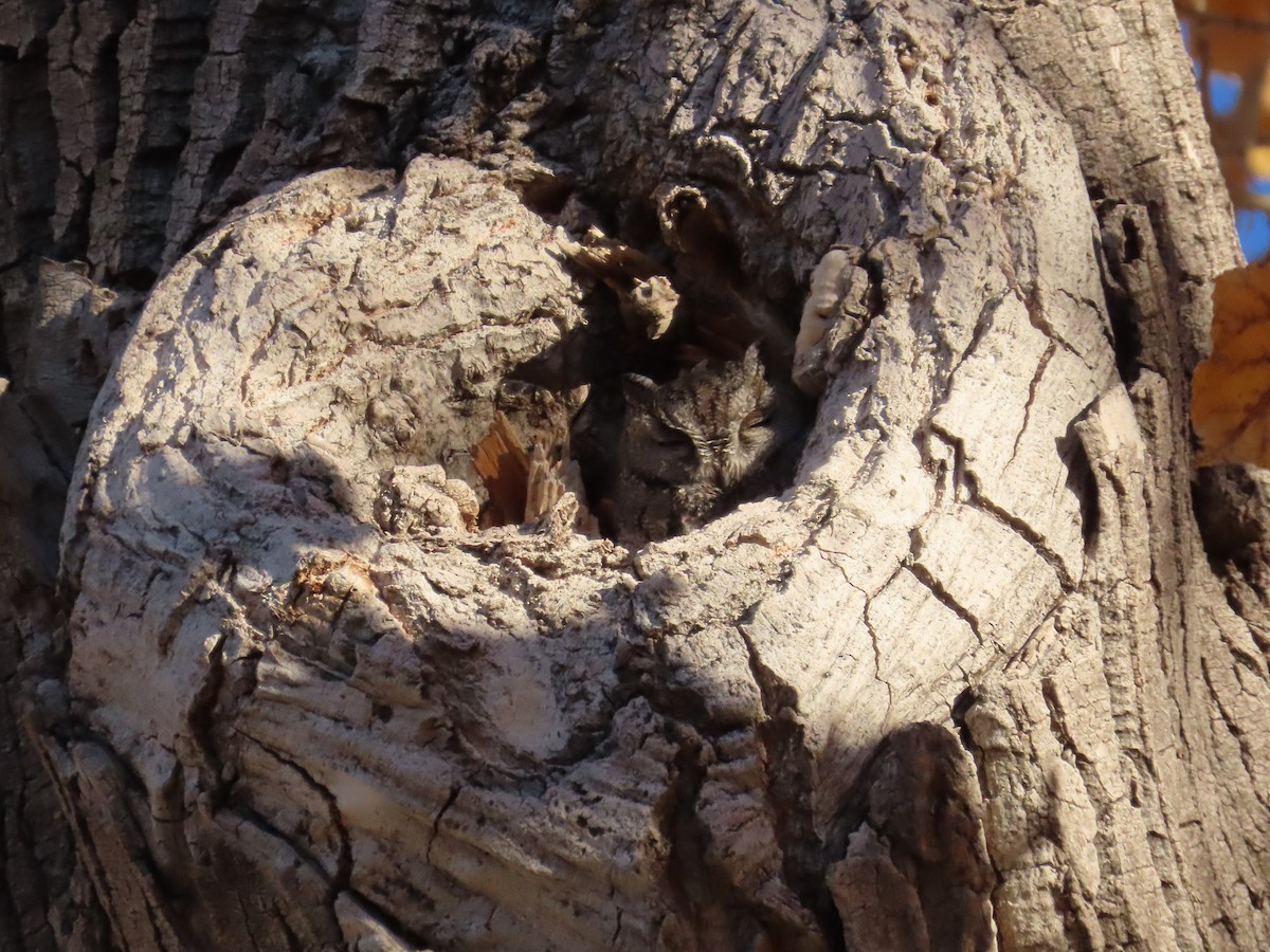 Сплюшка західна - ML646752034