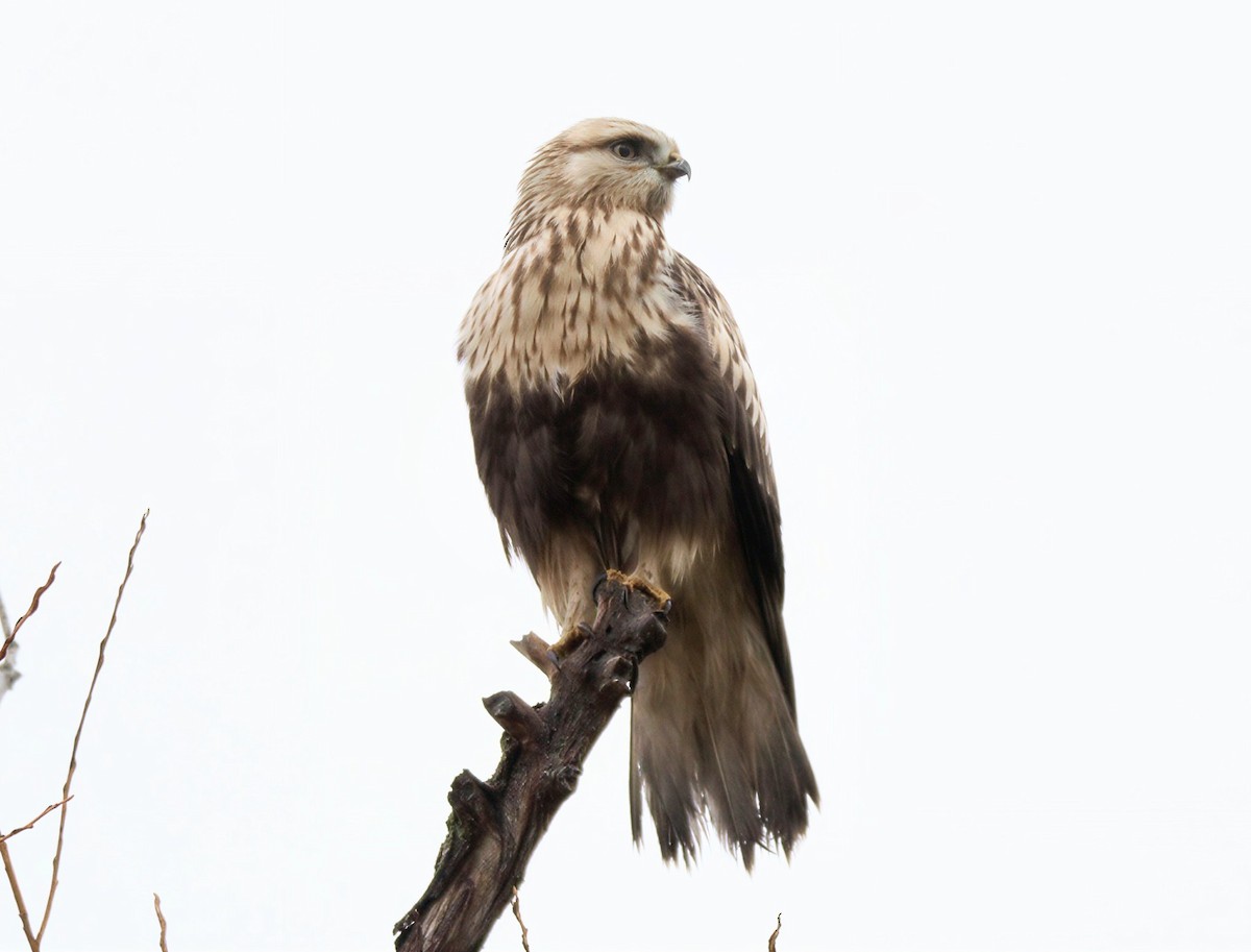 fjellvåk - ML646752035