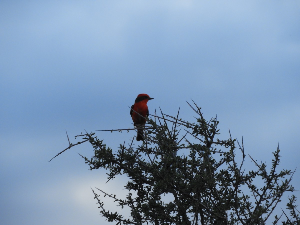 Красный мухолов - ML646752037