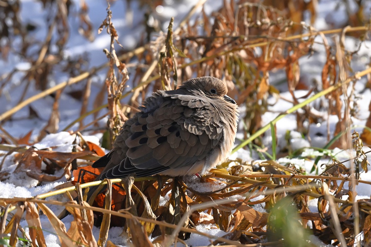 Mourning Dove - ML646752038