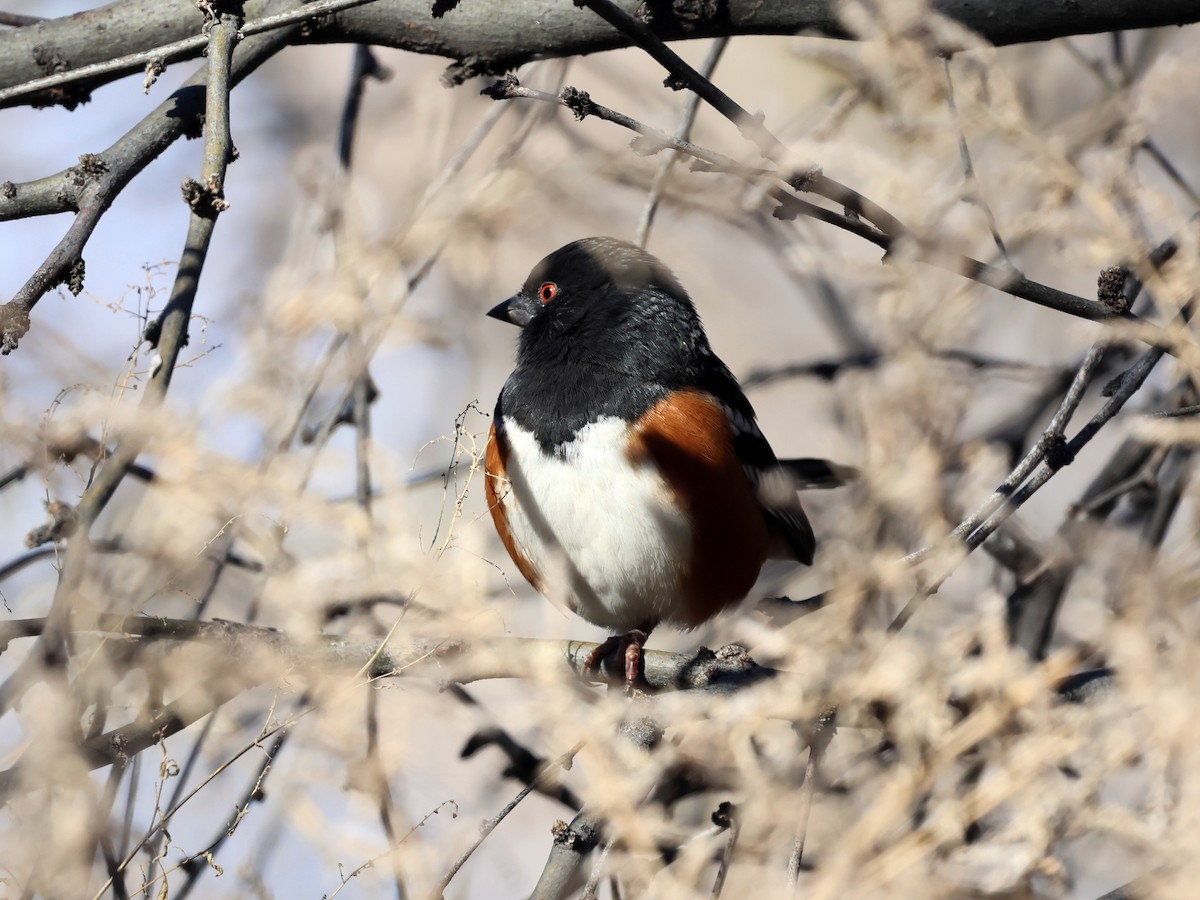 Spotted Towhee - ML646752039