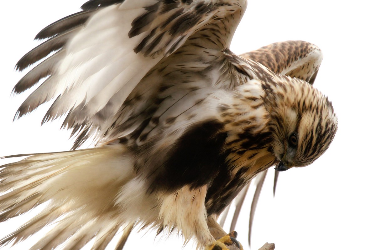 fjellvåk - ML646752040