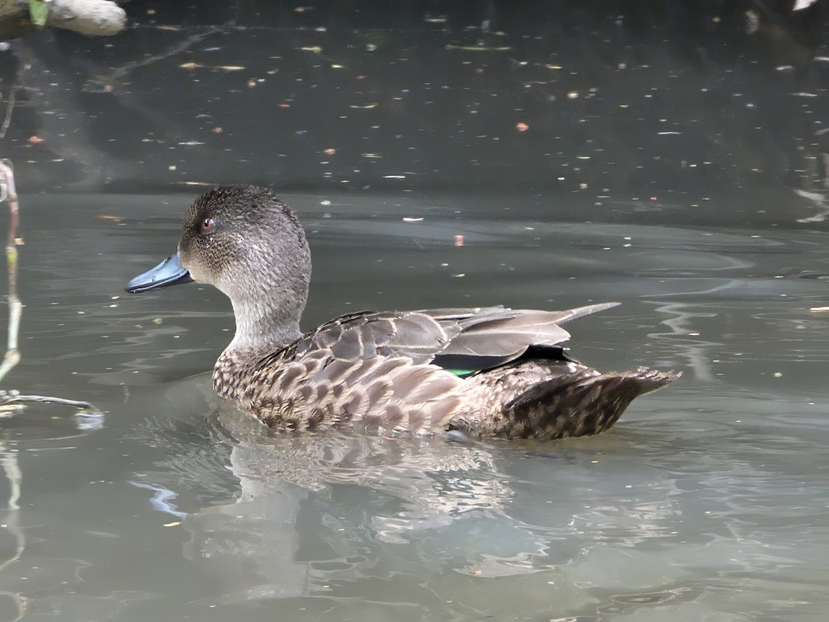 Kızıl Çamurcun - ML646752041