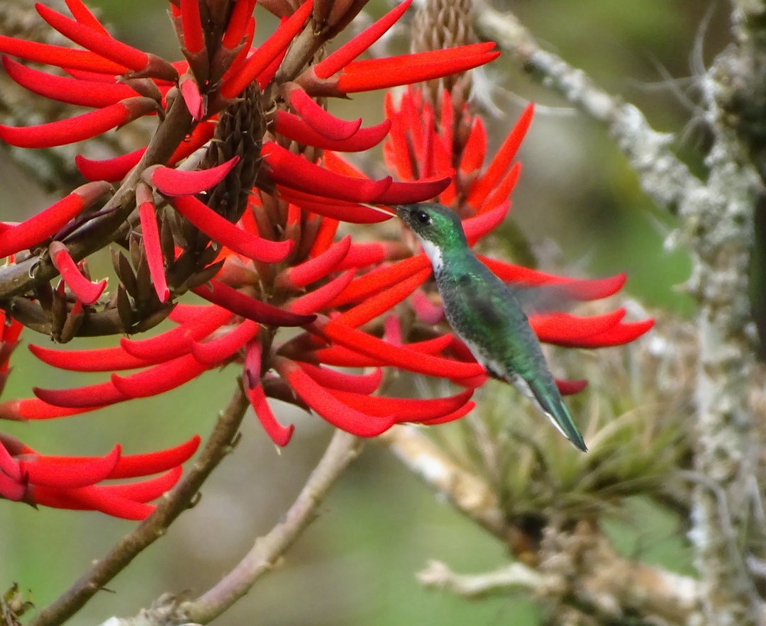 White-throated Hummingbird - ML646752044