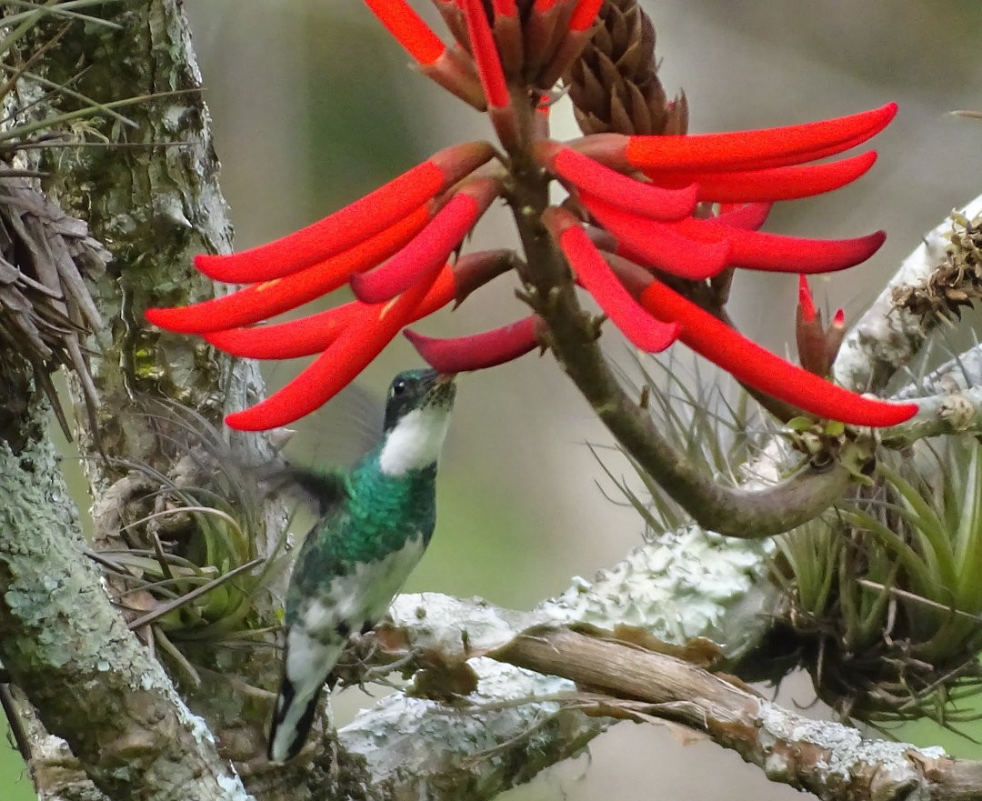 White-throated Hummingbird - ML646752045