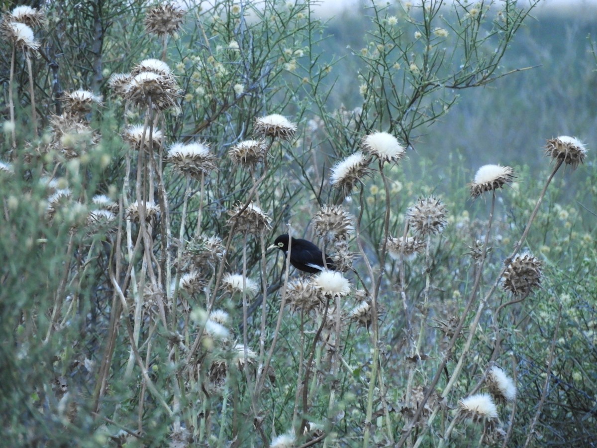 Gözlüklü Tiran - ML646752046