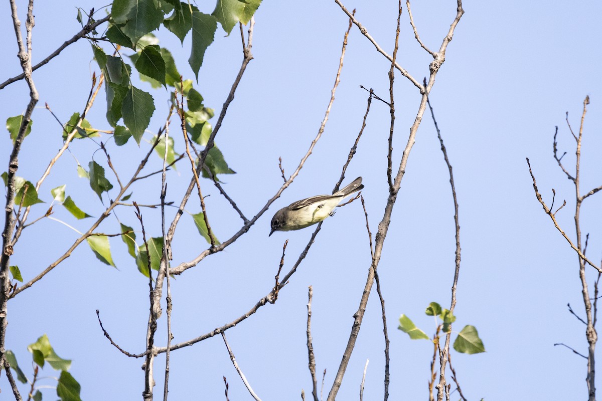 Eastern Phoebe - ML646752048