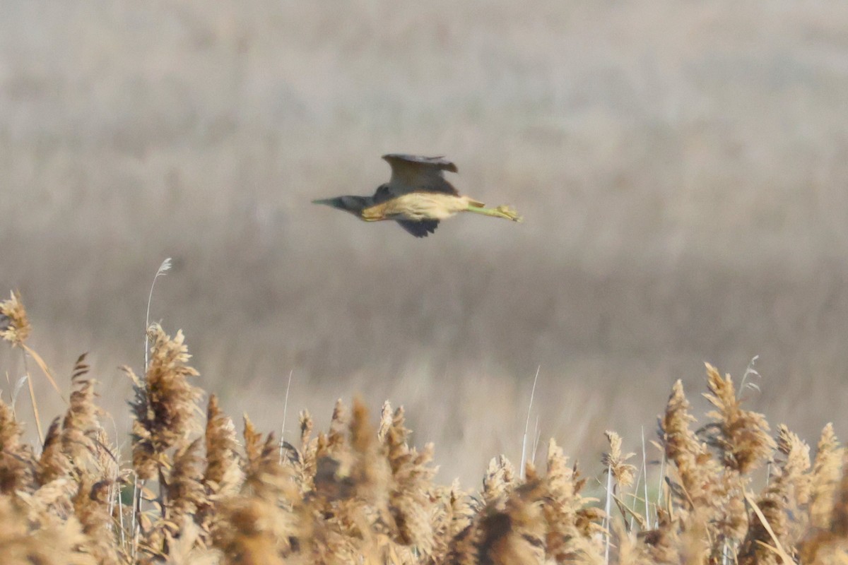 Rohrdommel - ML646752049