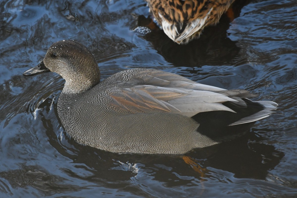 Boz Ördek - ML646752050