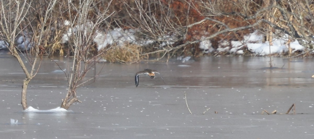 フタオビチドリ - ML646752051