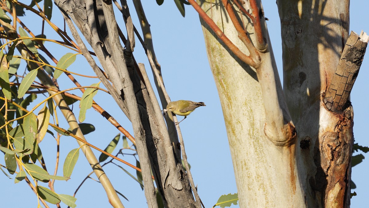 Gerigón Piquicorto - ML646752053