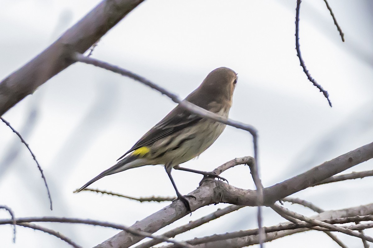 Kronenwaldsänger - ML646752054