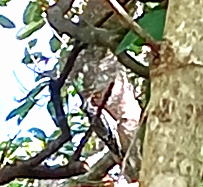 Yellow-bellied Sapsucker - ML646752055