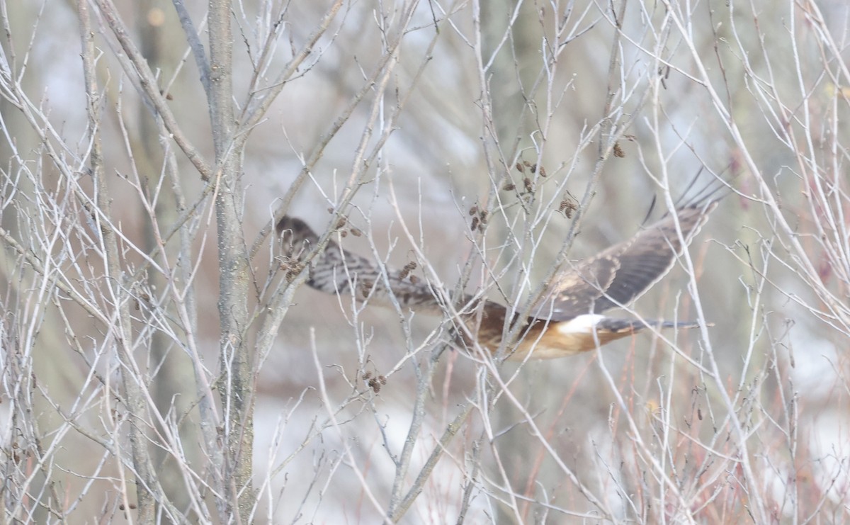 アメリカハイイロチュウヒ - ML646752056