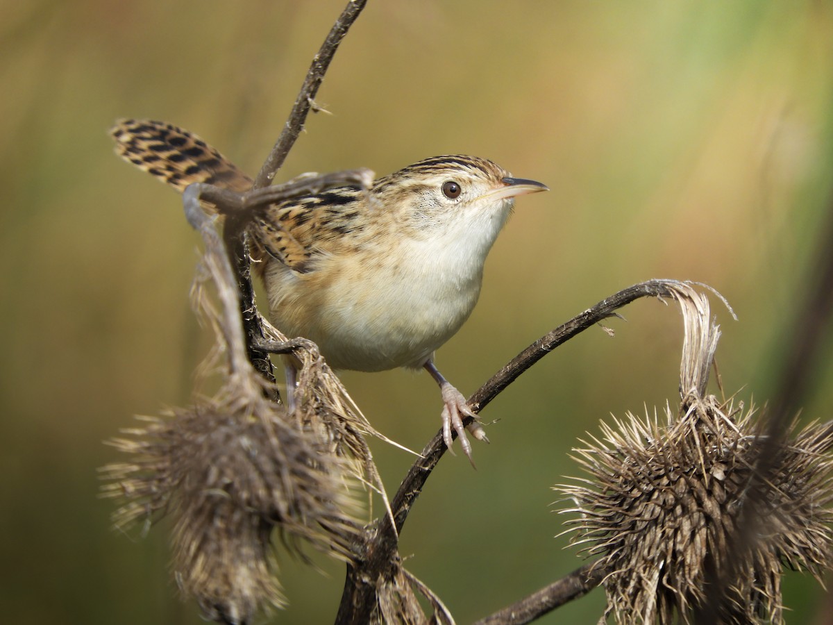 Травяной крапивник - ML646752057