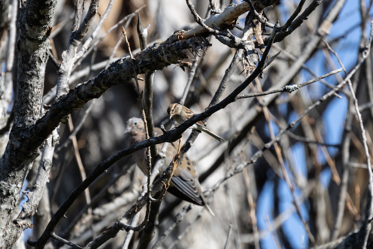 Chipping Sparrow - ML646752059