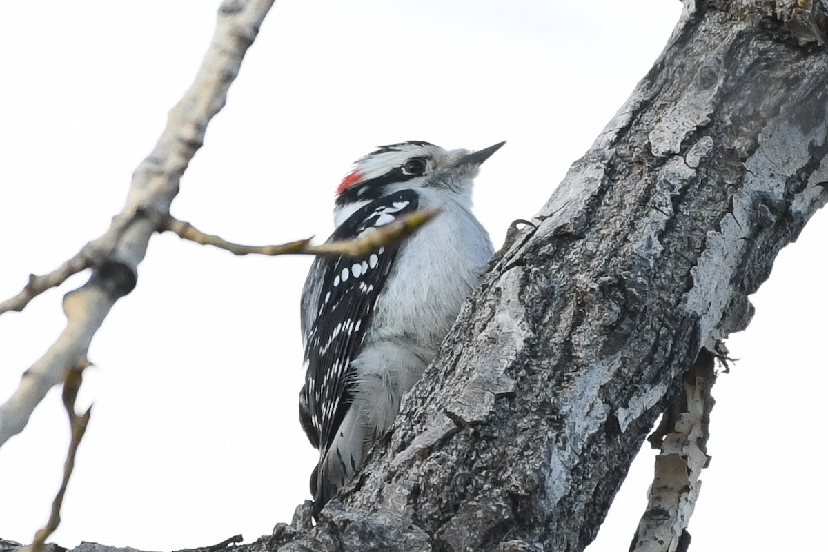 Pic mineur - ML646752060