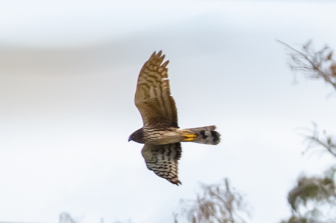 Hudsonweihe - ML646752061