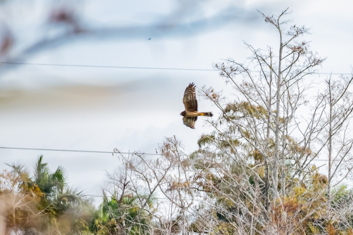 Hudsonweihe - ML646752062