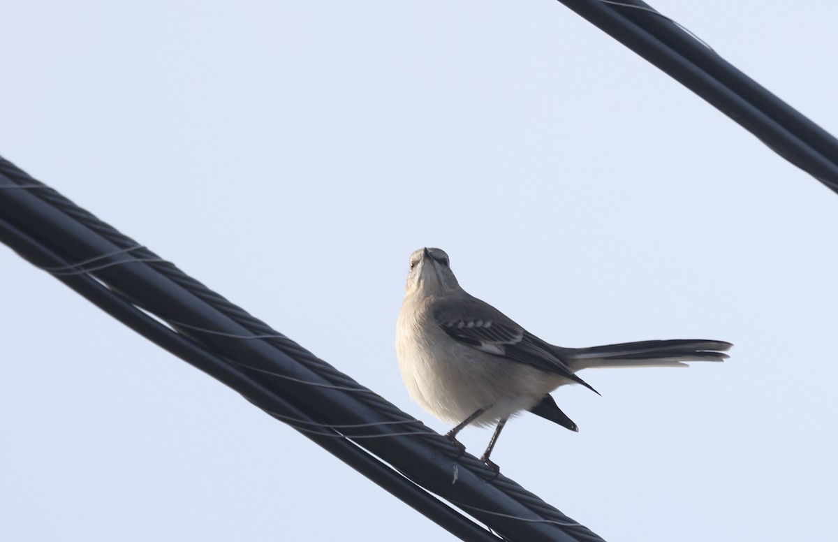 Moqueur polyglotte - ML646752063