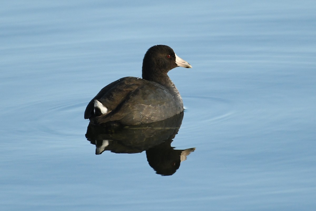 Foulque d'Amérique - ML646752068