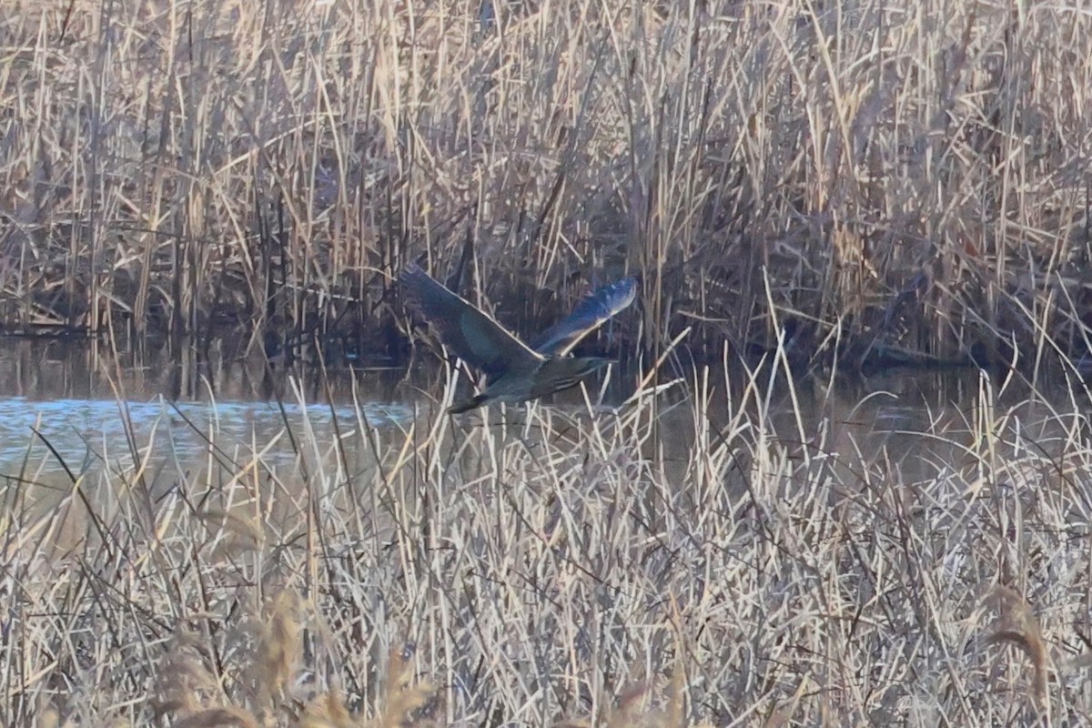 Butor étoilé - ML646752069