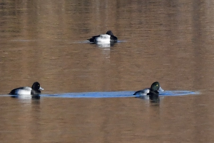 Морская чернеть - ML646752071