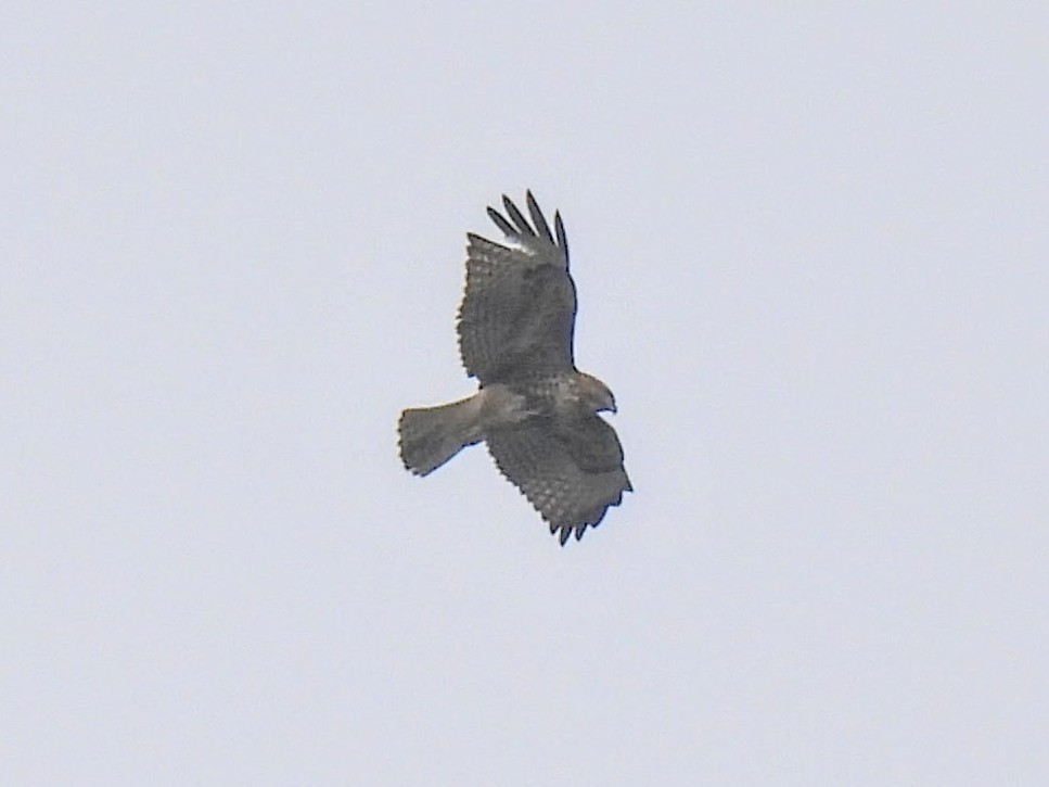 Buse à queue rousse - ML646752072