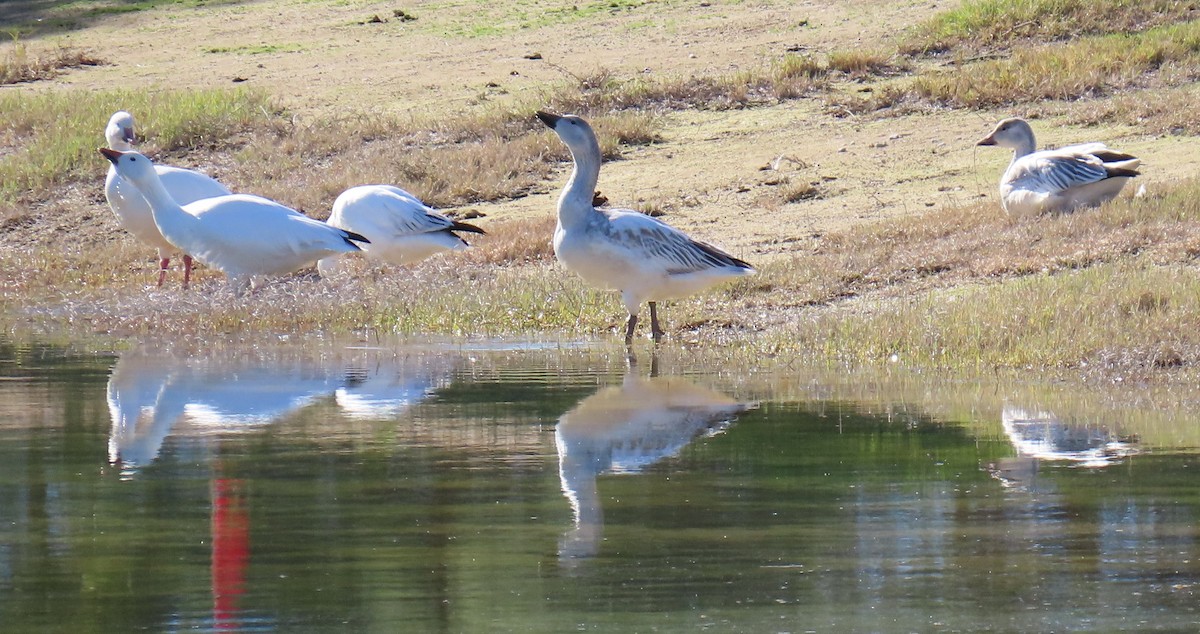 Oie des neiges - ML646752073
