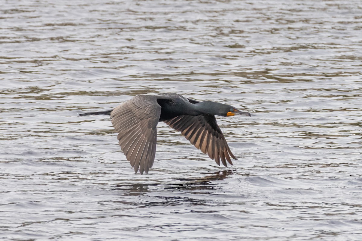 Ohrenscharbe - ML646752074