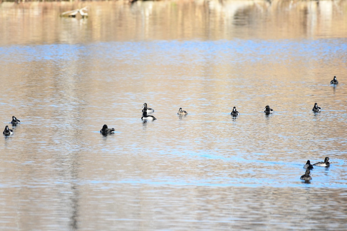 Fuligule à collier - ML646752083