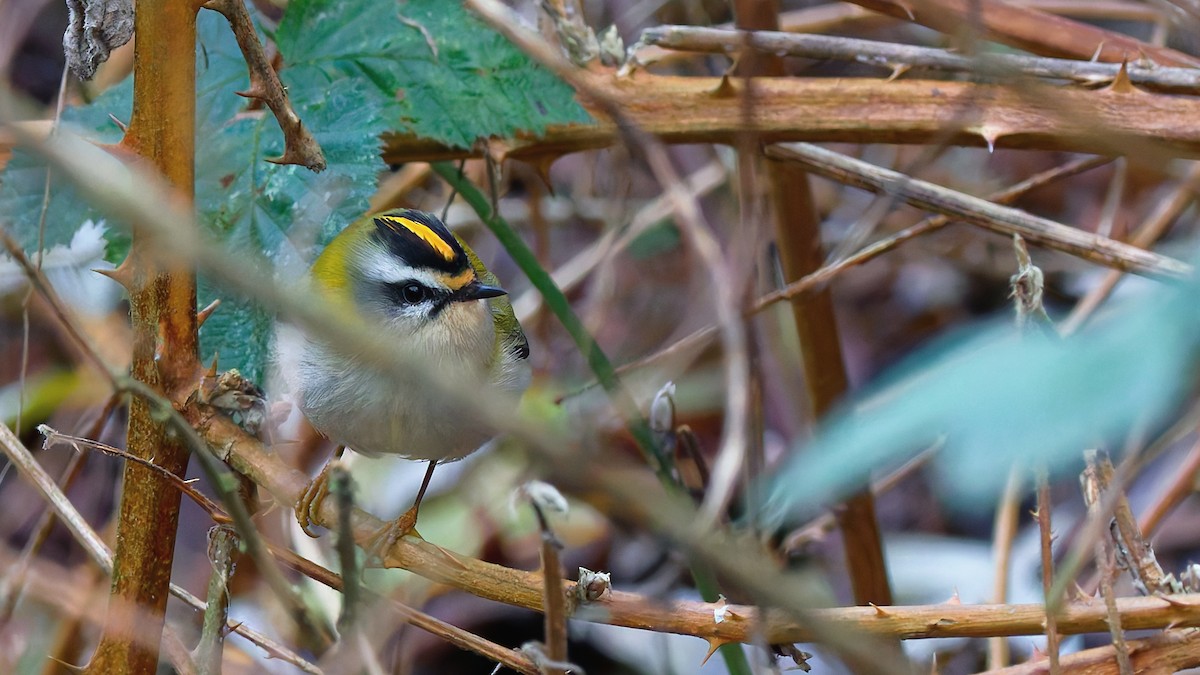 Fiorrancino - ML646752084