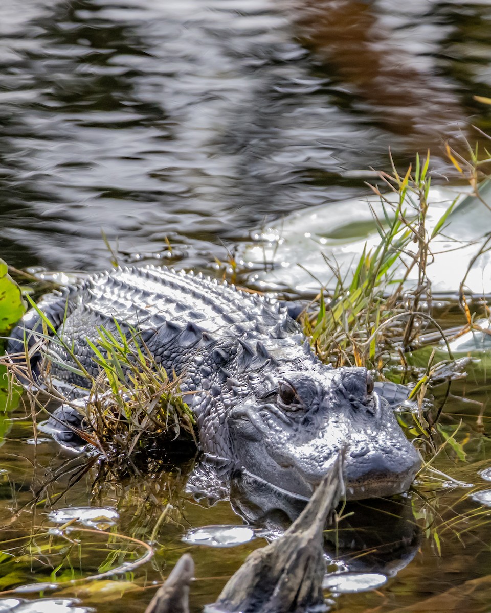 Mississippi-Alligator - ML646752085