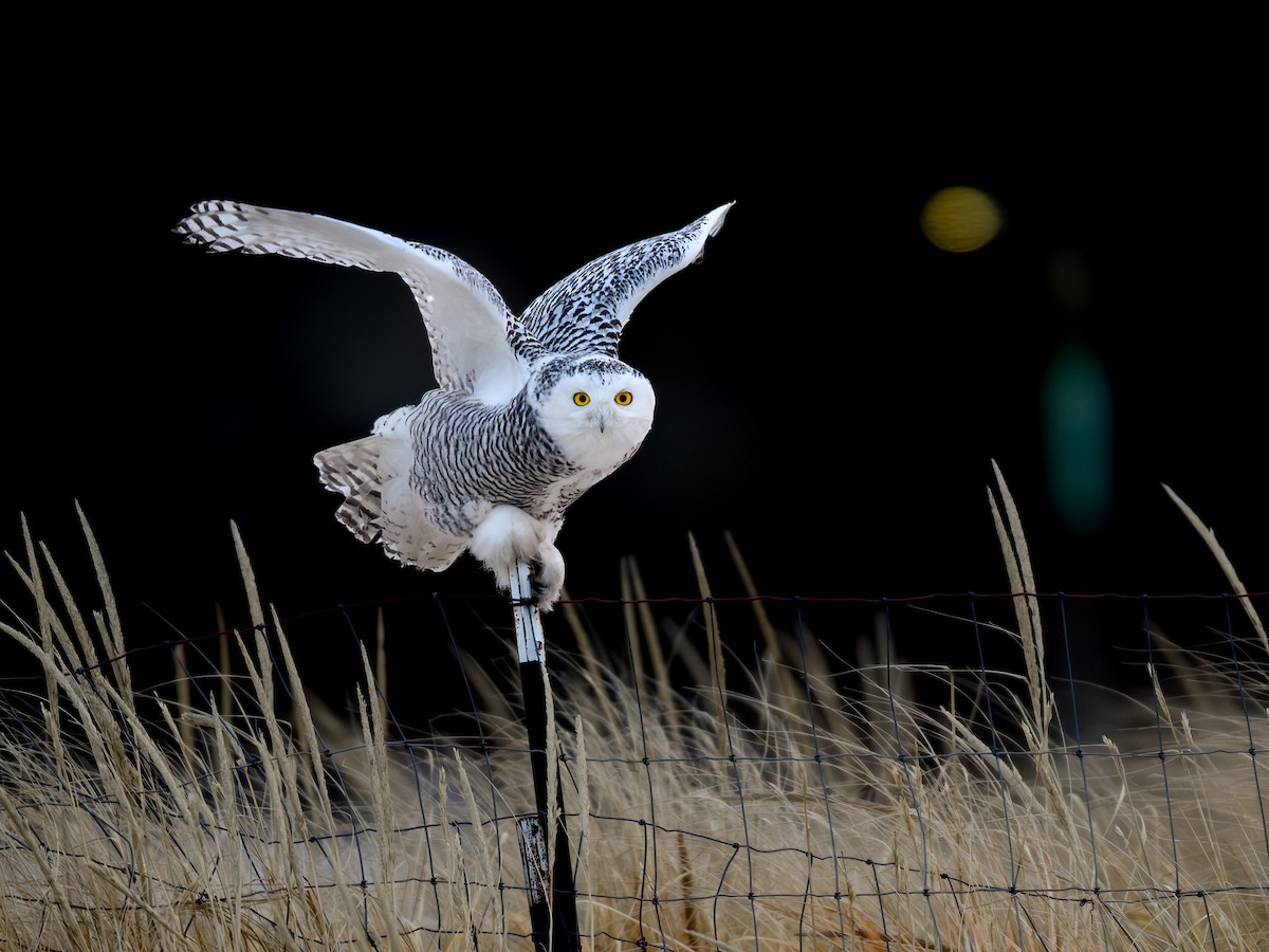 Harfang des neiges - ML646752086