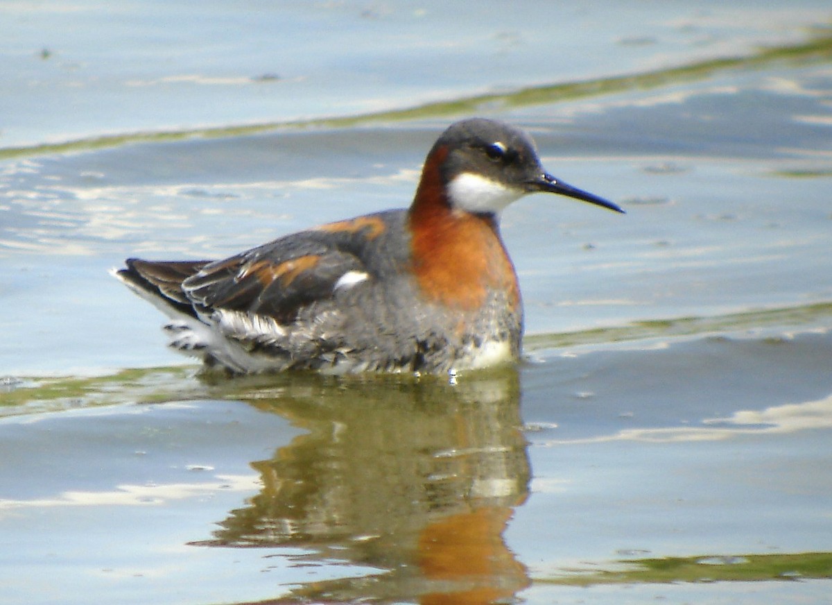 Red-necked Phalarope - ML646752087