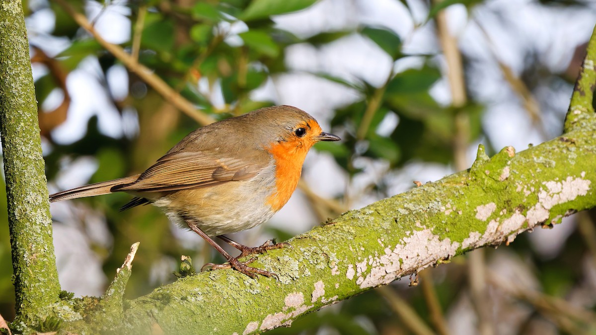 Pettirosso - ML646752088