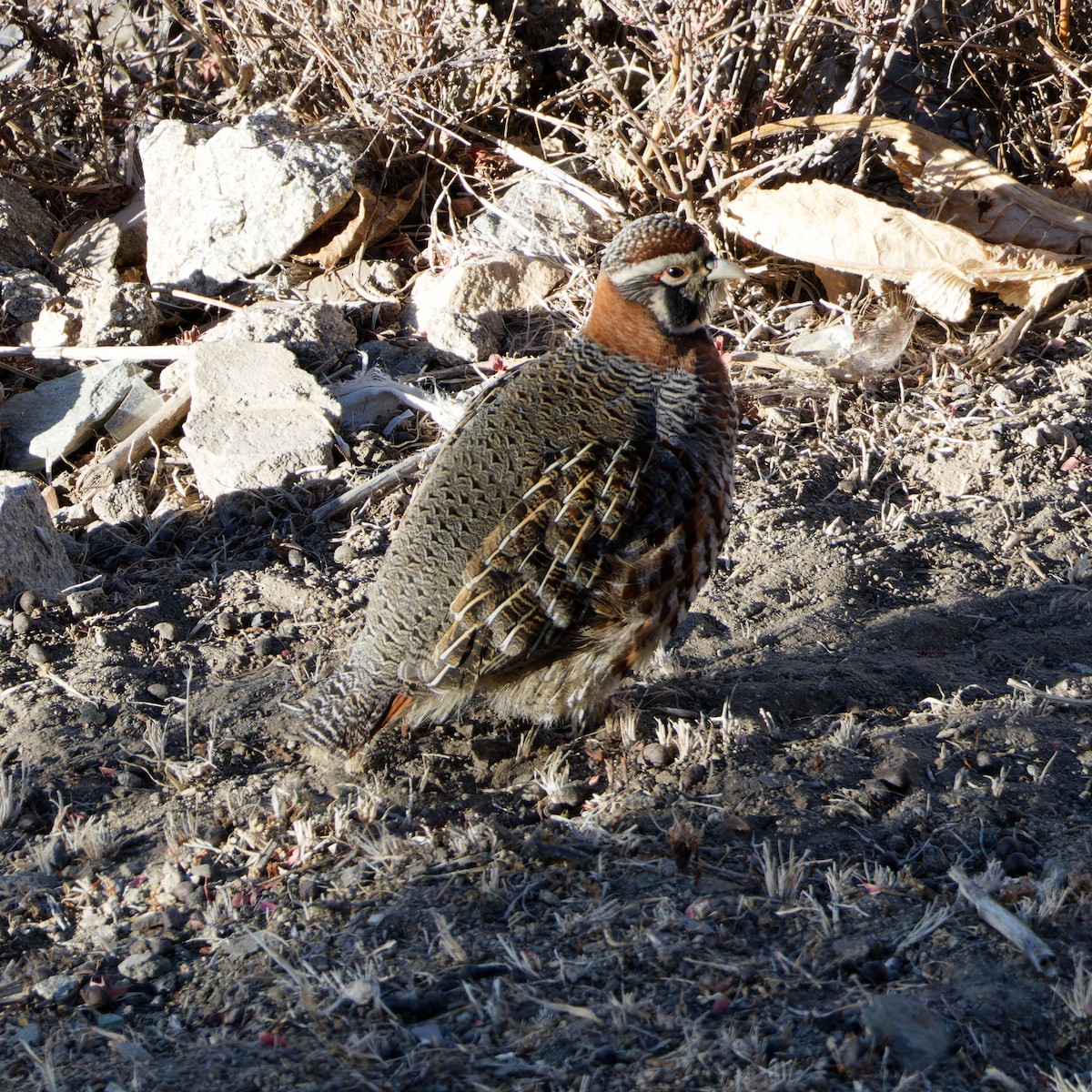 Perdrix de Hodgson - ML646752089