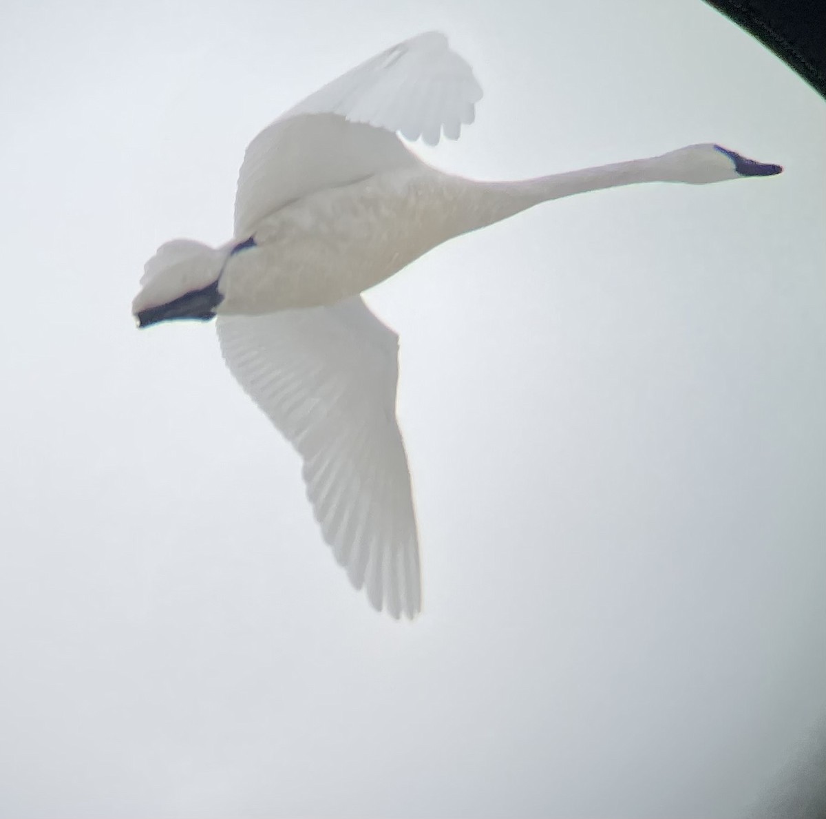 Cygne trompette - ML646752090