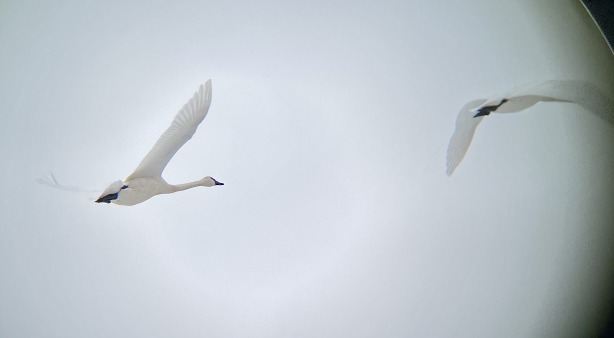 Cygne trompette - ML646752091
