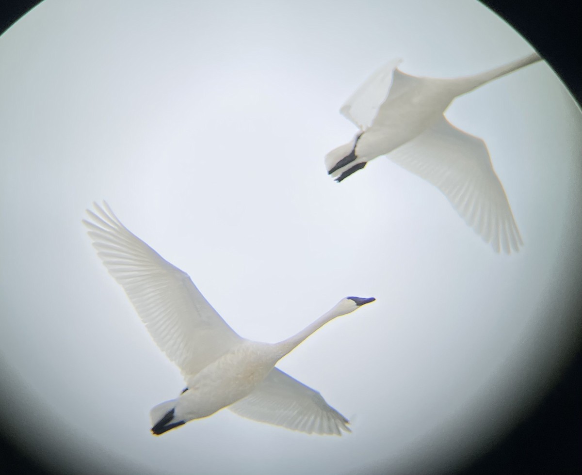 Cygne trompette - ML646752092